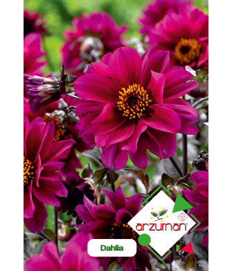DAHLİA (30 adet) DAHLİA (30 adet)