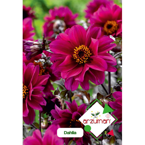 DAHLİA