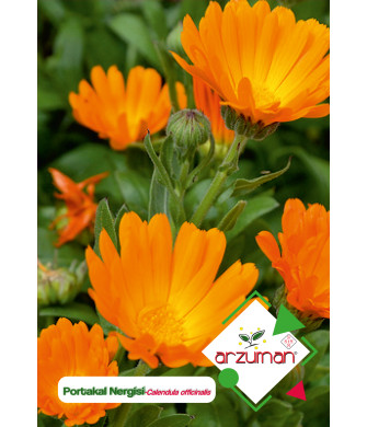PORTAKAL NERGİSİ /AYNI SEFA (30 adet) PORTAKAL NERGİSİ /AYNI SEFA (30 adet)