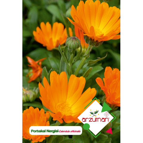 PORTAKAL NERGİSİ /AYNI SEFA