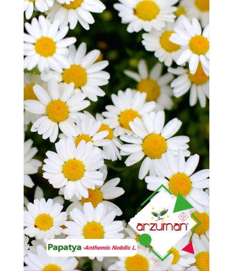 PAPATYA (100 adet) PAPATYA (100 adet)