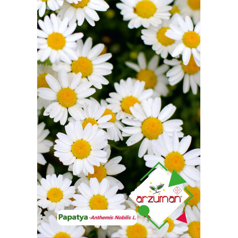 PAPATYA