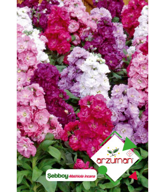 ŞEBBOY (100 adet) ŞEBBOY (100 adet)