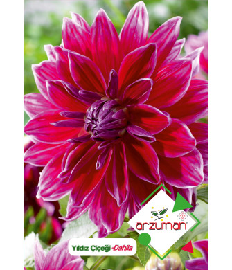 YILDIZ (30adet) YILDIZ (30adet)