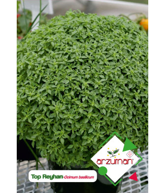TOP FESLEĞEN/TOP REYHAN (500 adet)