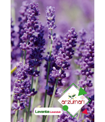 LAVANTA ( 100 adet)