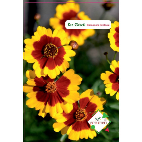 KIZ GÖZÜ (100 ADET)