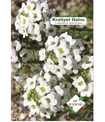 KRALİYET HALISI (100 ADET) KRALİYET HALISI (100 ADET)
