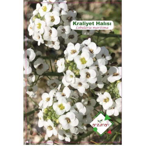 KRALİYET HALISI (100 ADET)