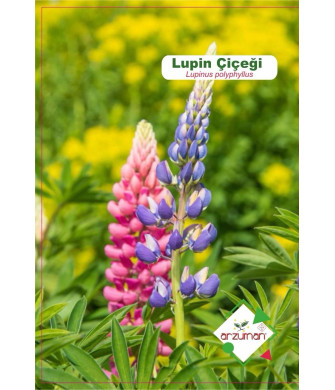LUPİN(Lupinus polyphyllus) 15 AD.