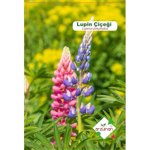LUPİN(Lupinus polyphyllus) 15 AD.