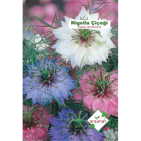 NİGELLA (Nigella) 40 AD.