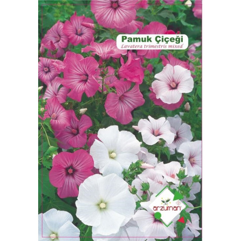 PAMUK ÇİÇEĞİ (25 ADET)