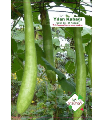 YILAN KABAĞI (Trichosanthes cucumerina) 5 AD.