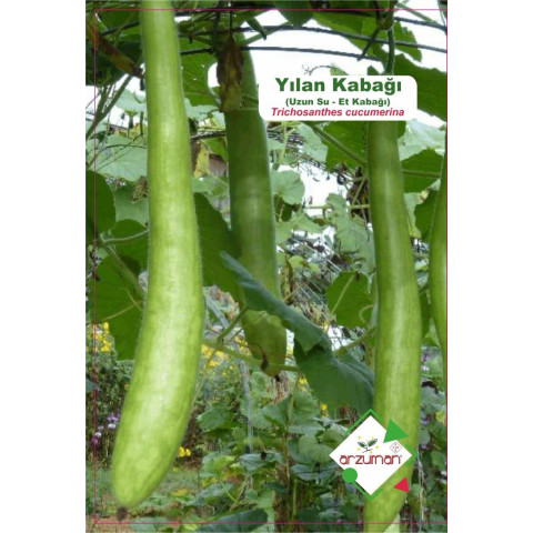 YILAN KABAĞI (Trichosanthes cucumerina) 5 AD.