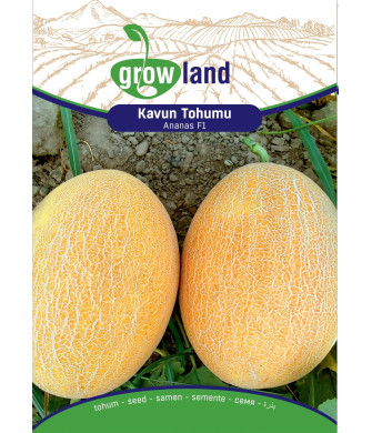 ANANAS KAVUN f 1 (10 ADET)