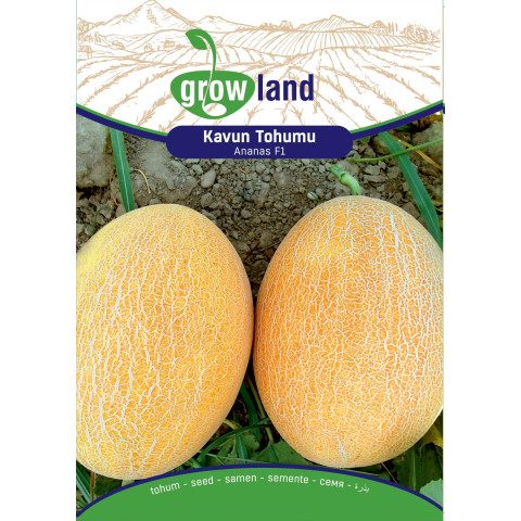 ANANAS KAVUN f 1 (10 ADET)