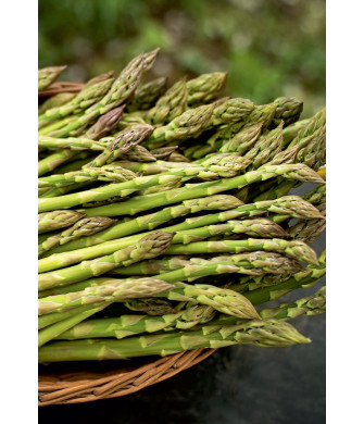 Kuşkonmaz (Asparagus officinalis L.) 10 Adet