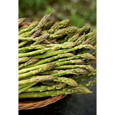 Kuşkonmaz (Asparagus officinalis L.) 10 Adet