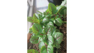 KIRMIZI KUZUKULAĞI (Rumex acetosella) 50 Adet