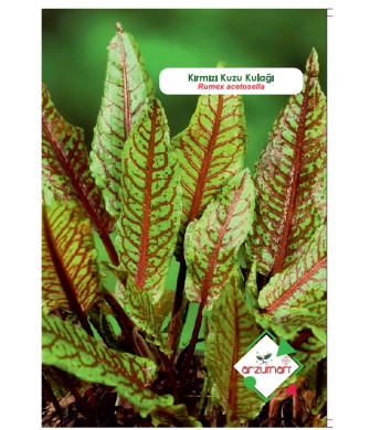 KIRMIZI KUZUKULAĞI (Rumex acetosella) 50 Adet KIRMIZI KUZUKULAĞI (Rumex acetosella) 50 Adet