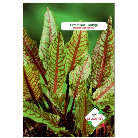 KIRMIZI KUZUKULAĞI (Rumex acetosella) 50 Adet