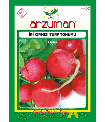 İRİ KIRMIZI TURP (25 GR)