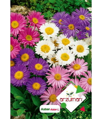 ASTER ( 50 adet) ASTER ( 50 adet)
