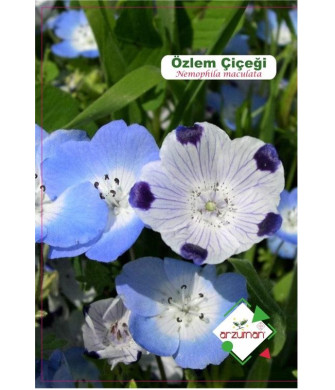ÖZLEM ÇİÇEĞİ (25 ADET)