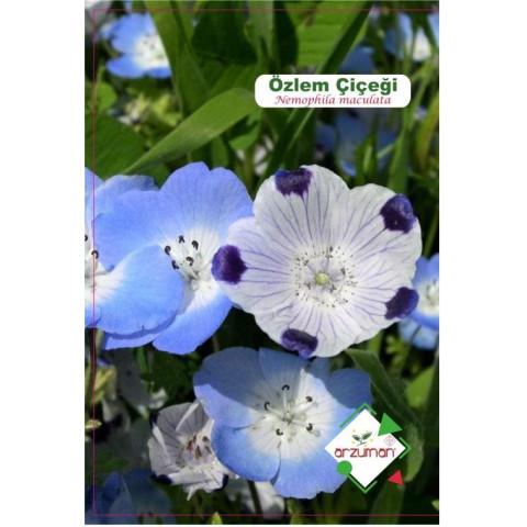 ÖZLEM ÇİÇEĞİ (25 ADET)
